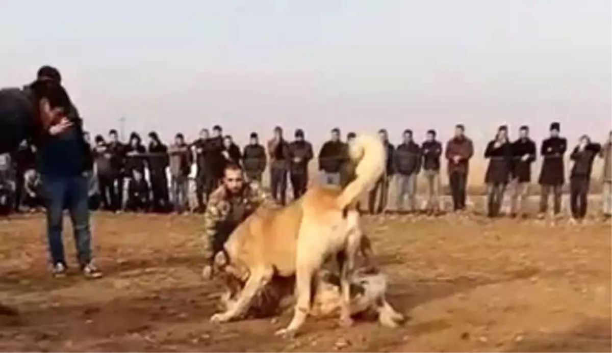 Fıstık Bahçesinde Kanlı Köpek Dövüşü