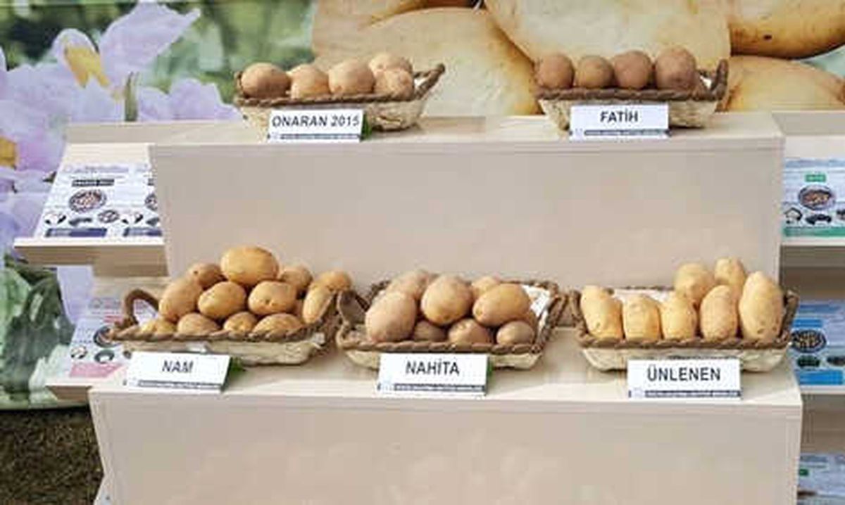 Tescilli 4 Yerli Patates İhaleyle Satışta
