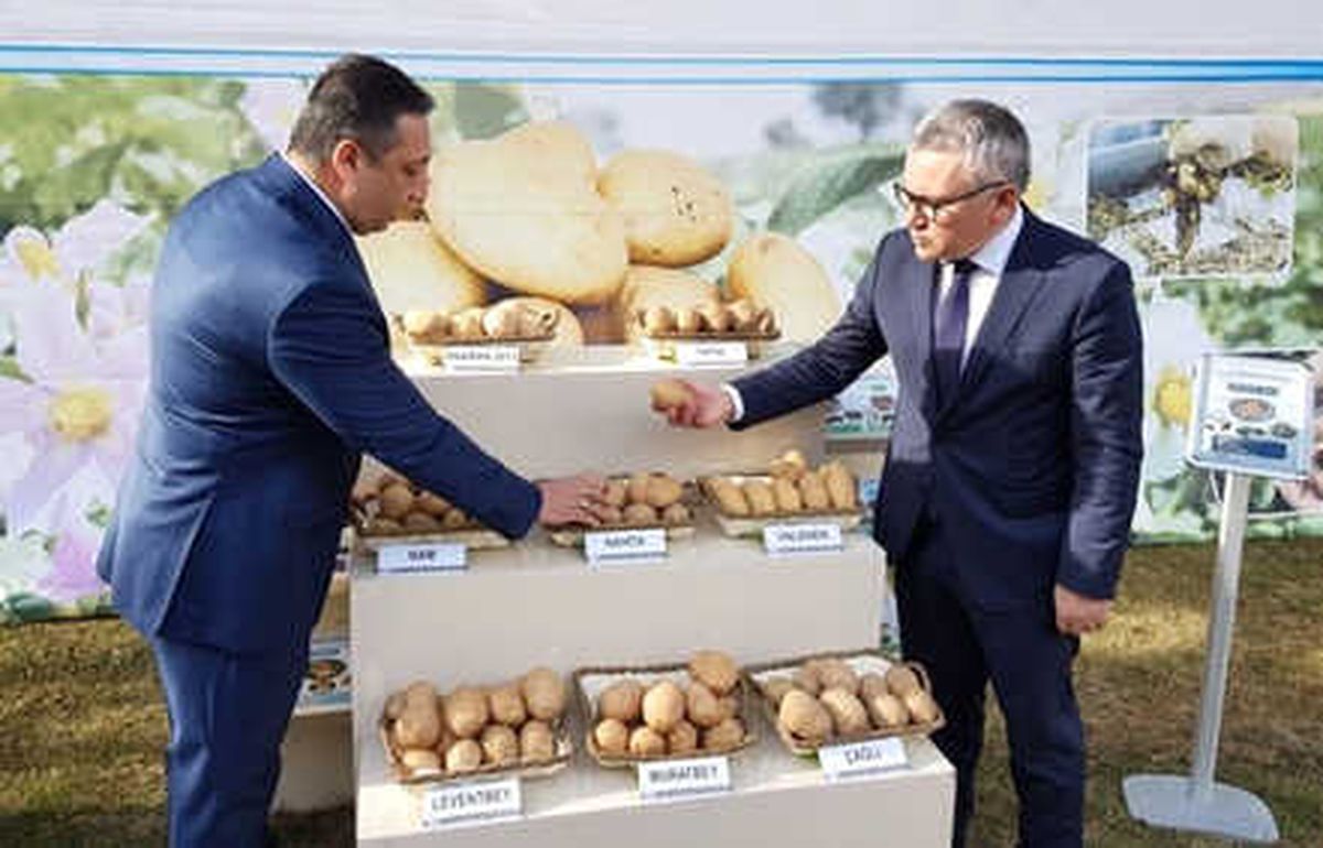 Tescilli 4 Yerli Patates İhaleyle Satışta