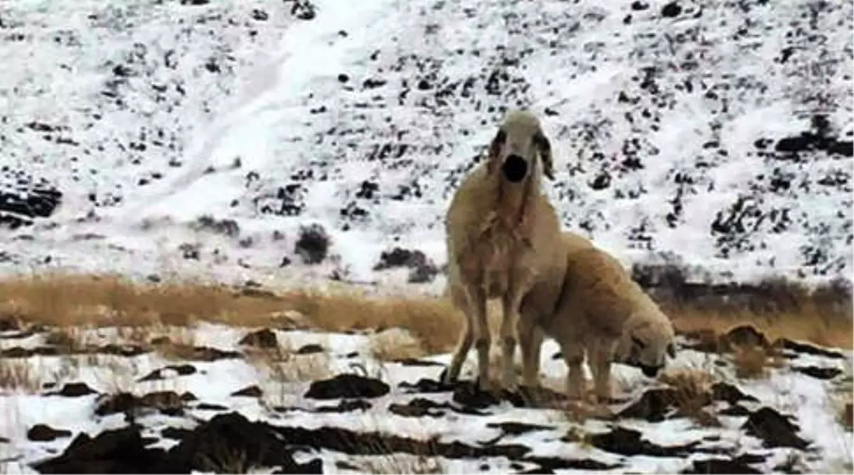 Yaylada Kaybolan Koyun 3 Ay Sonra Kuzusuyla Birlikte Bulundu