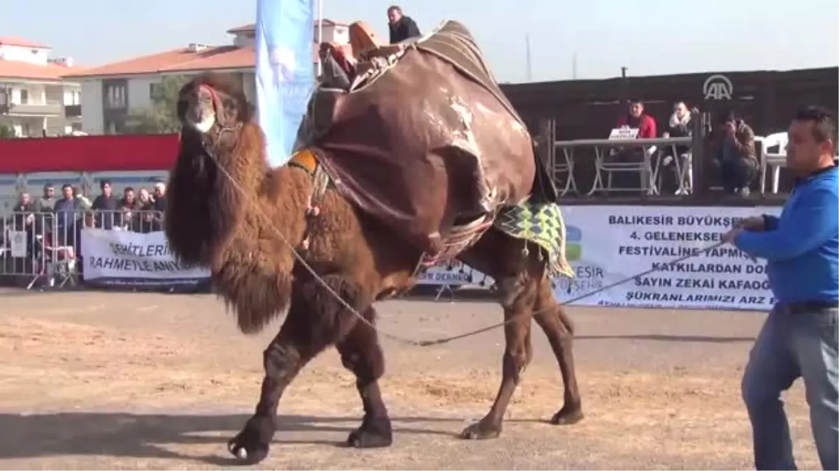 4. Geleneksel Balıkesir Büyükşehir Belediyesi Deve Güreşi Festivali