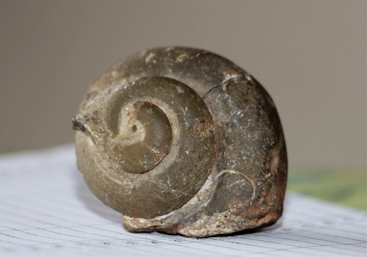 65 Milyon Yıllık Ammonit Fosili