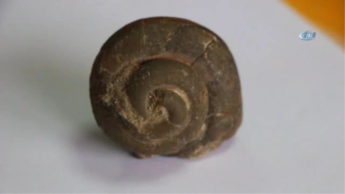 65 Milyon Yıllık Ammonit Fosili
