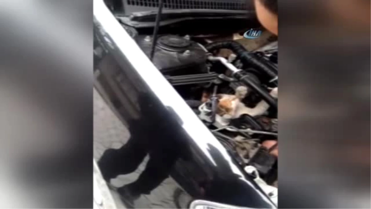 Aracın Motoruna Sıkışan Kedi Böyle Kurtarıldı