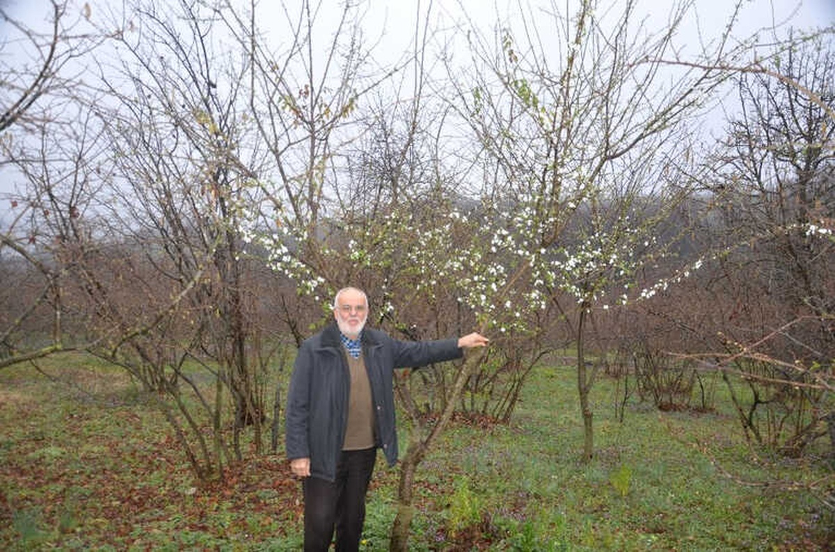 Erik Ağacı Şubat Ayının Ortasında Çiçek Açtı