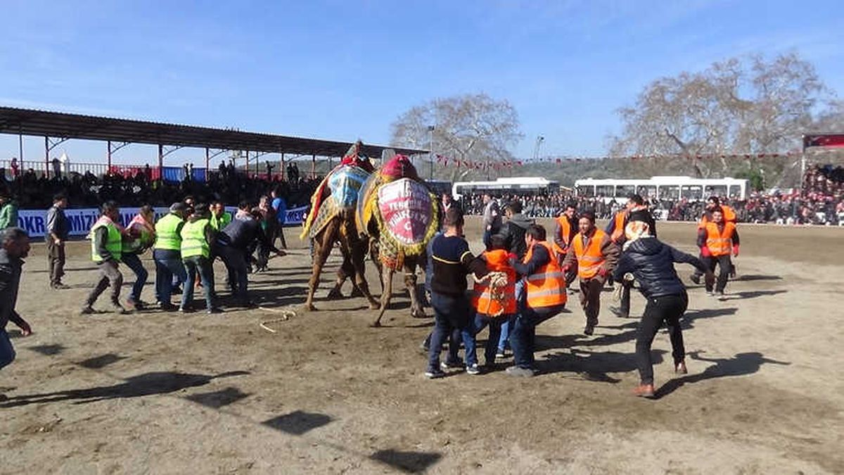 Güreşen Develeri Onlarca Kişi Dakikalarca Ayıramadı