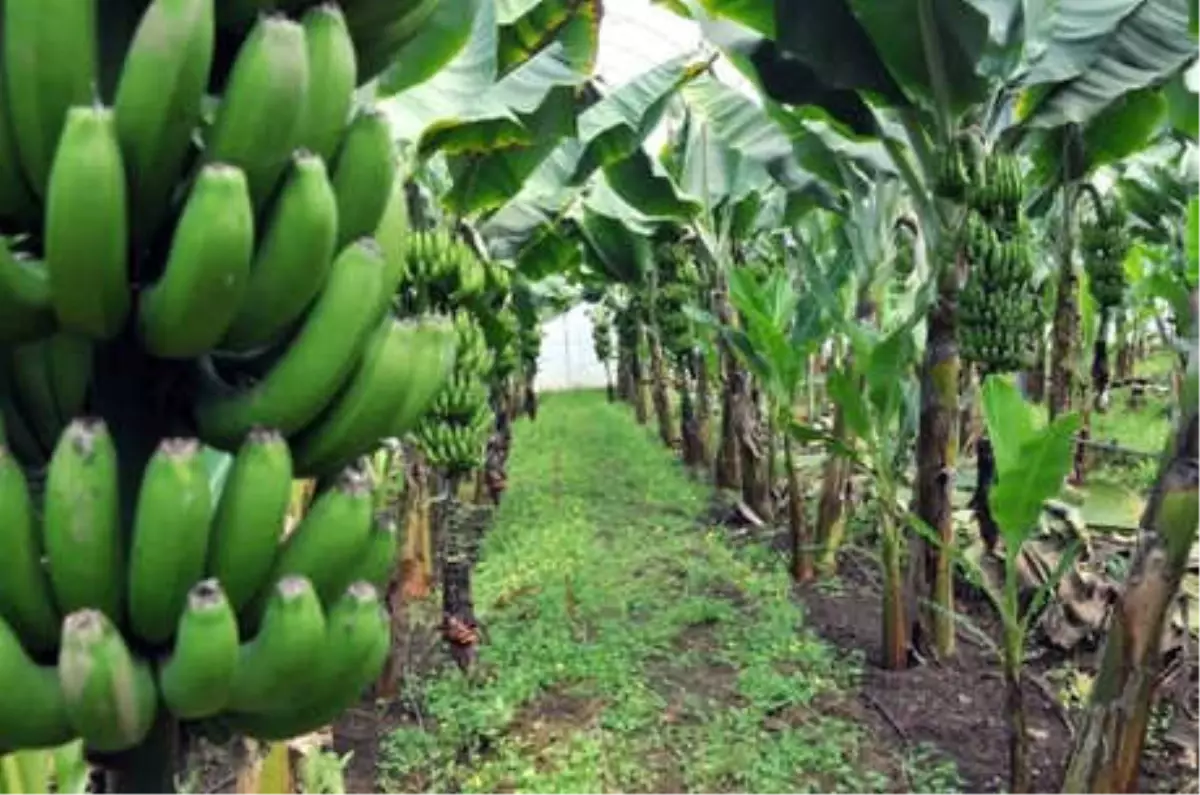 Muzda Rekor Fiyat Üreticinin Yüzünü Güldürdü