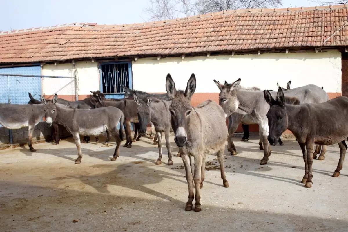 Turizm Sektörünü Bıraktı, Eşek Sütü Üretimine Başladı