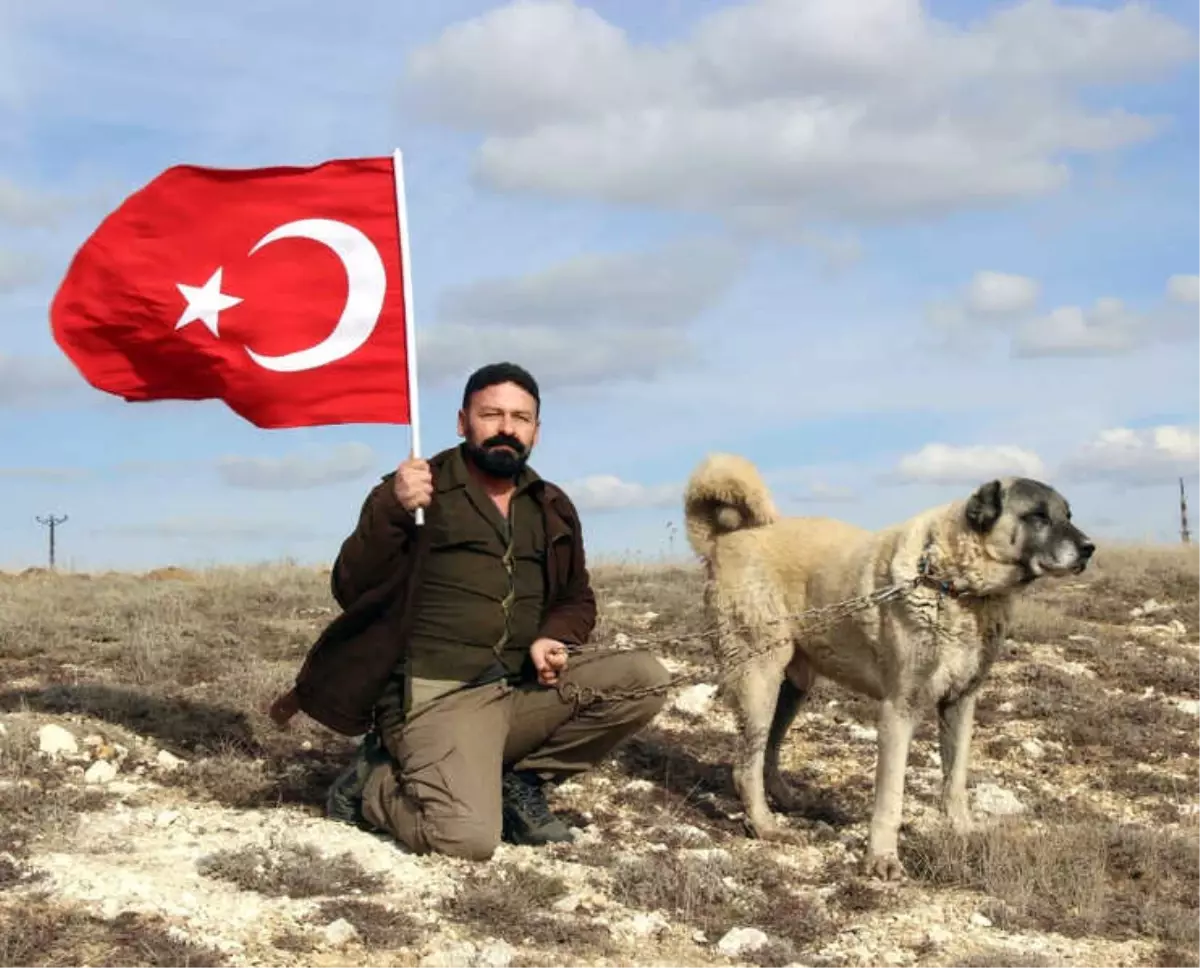 Kangal Köpekleri Zeytin Dalı Harekatına Hazır