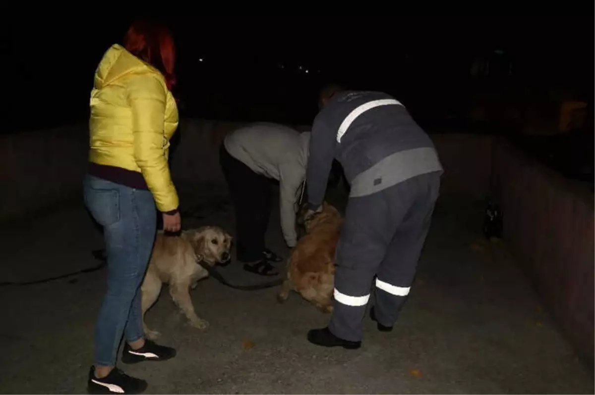 Köpeklerini Kemerle Döven Şahıs Gözaltına Alındı