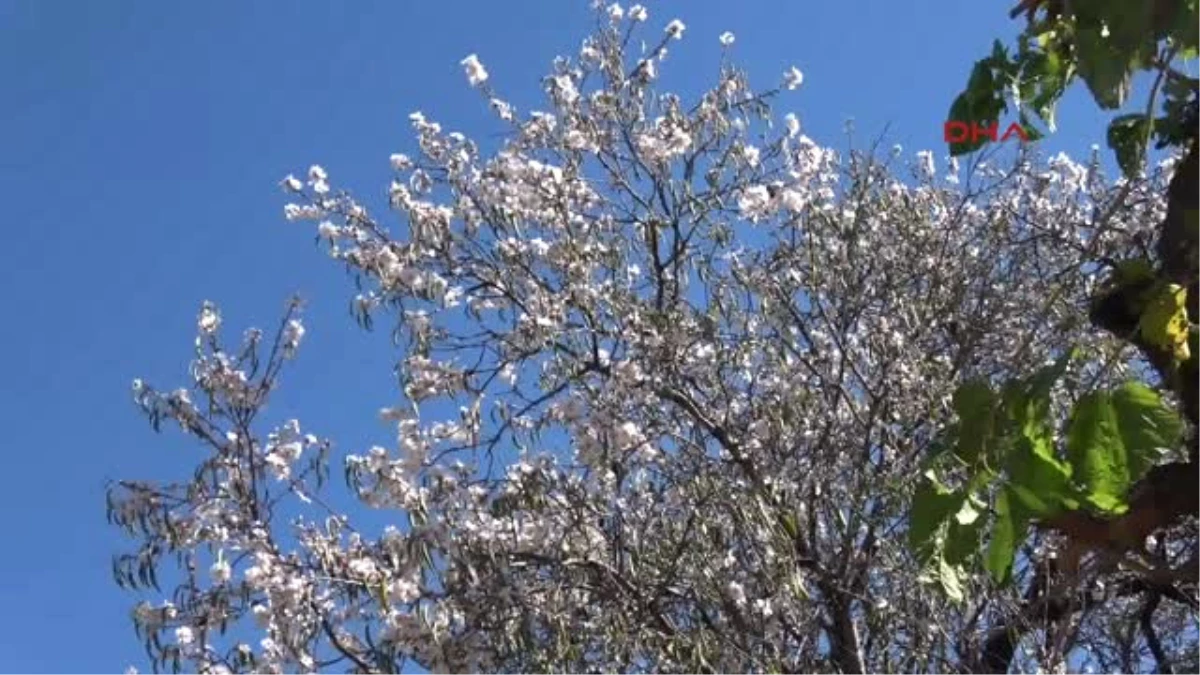 Mersin-Anamur\'da Ağaçlar Çiçek Açtı