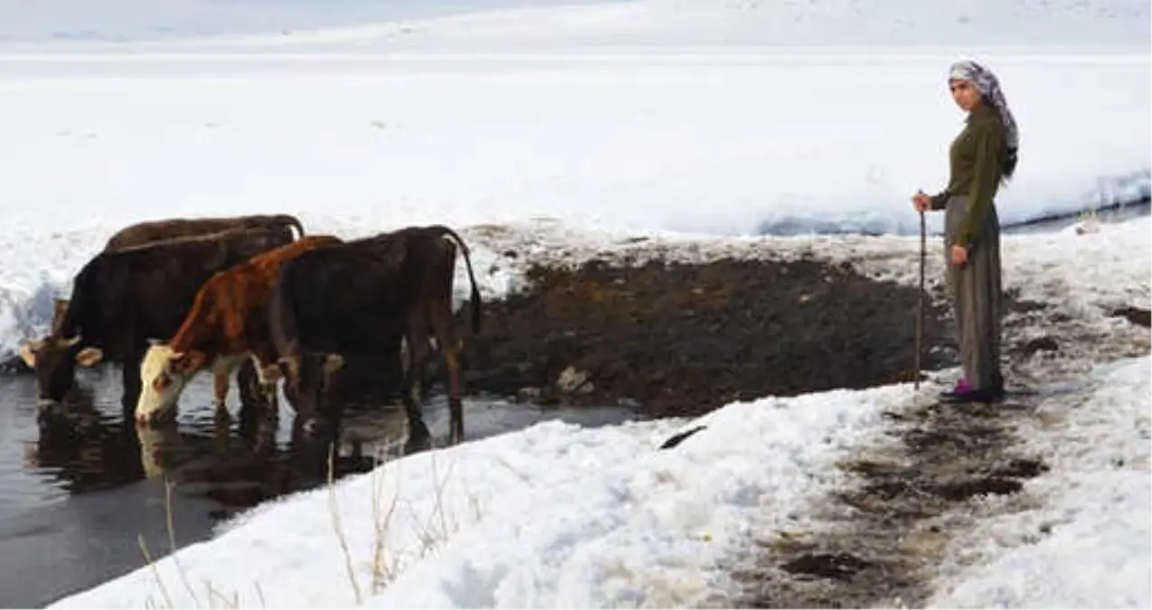 18 Yaşındaki Milli Atlet, Ardahan\'da Hayvanlara Bakıp Garsonluk Yapıyor