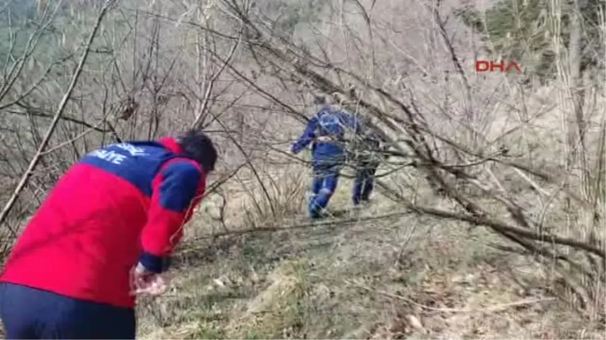 Zonguldak Yaralanan Danayı Sedyeyle Taşıdılar