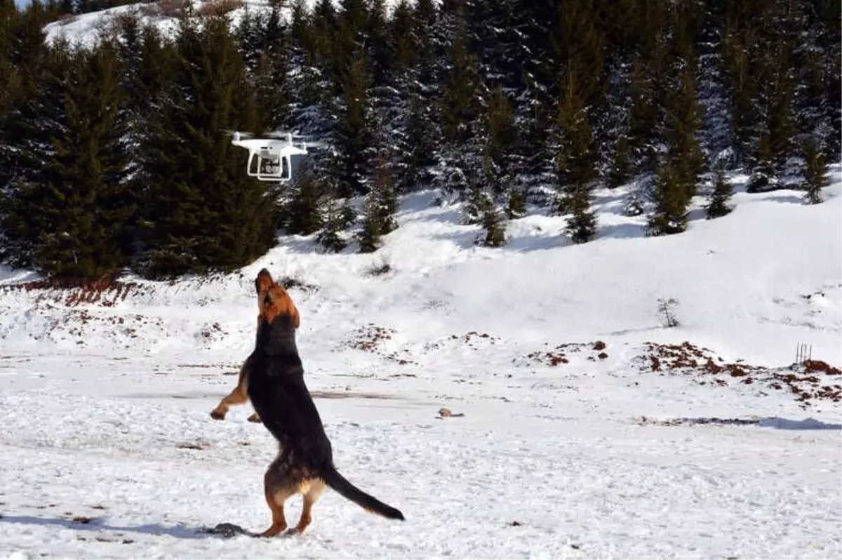 Drone Saldıran Köpek Gülümsetti