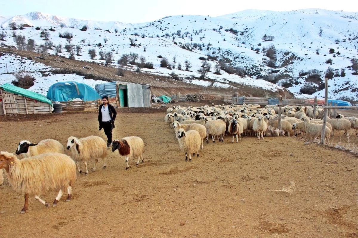 Erzincan\'da Bir Yılda 150 Bin\'den Fazla Hayvan Satıldı
