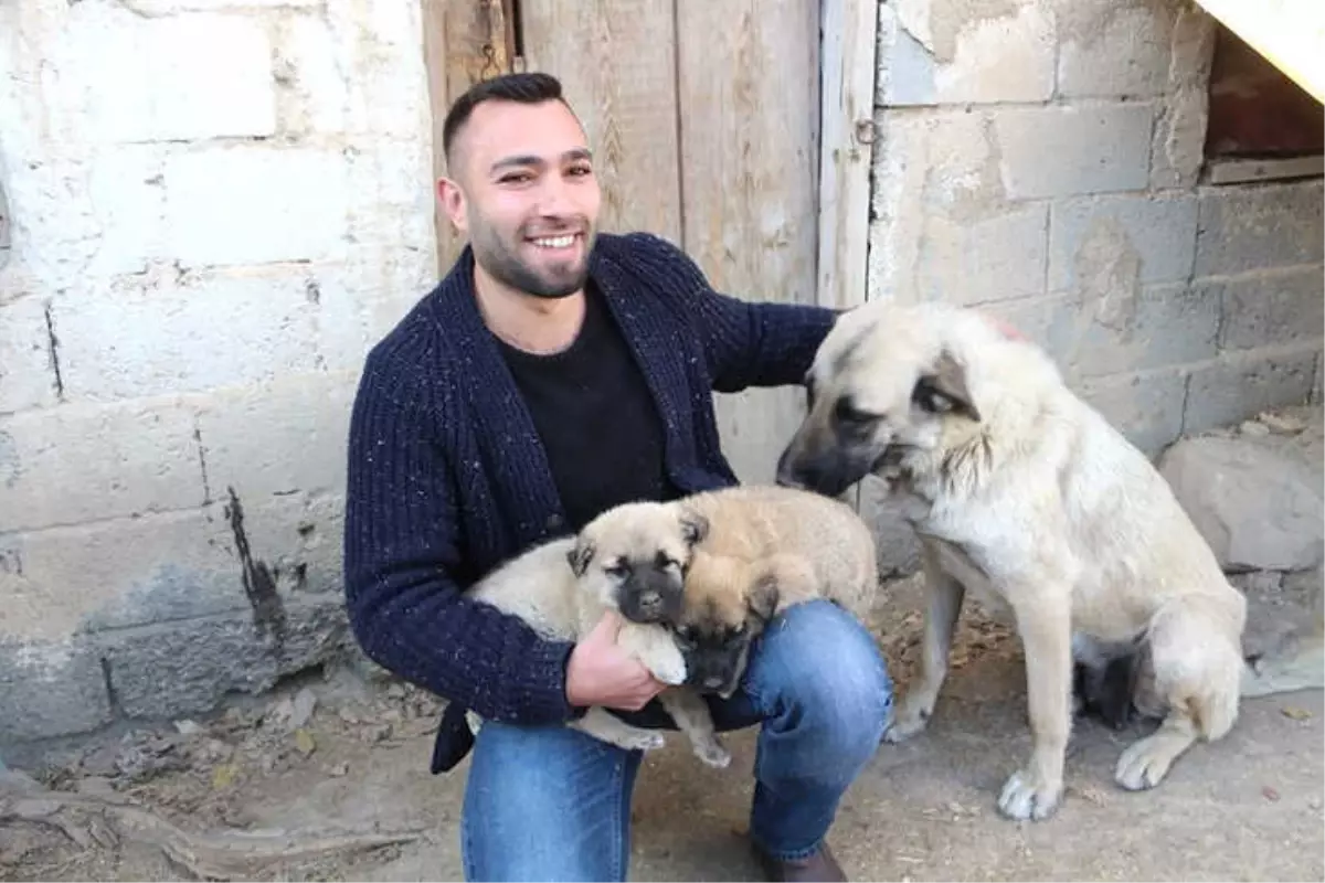 Kangal Yavruları Ameliyat Olursa Yürüyecekler