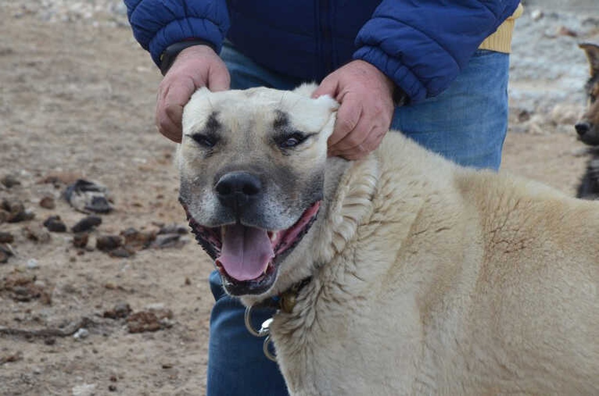 Köpeğin Hırsızlara Karşı Amansız Mücadelesi