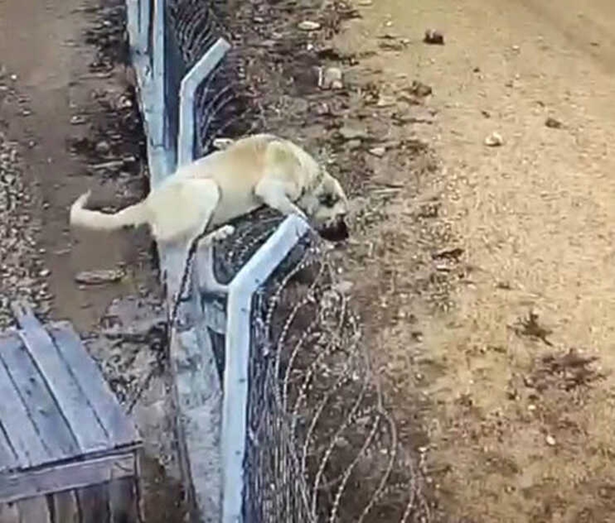 Köpeğin Hırsızlara Karşı Amansız Mücadelesi