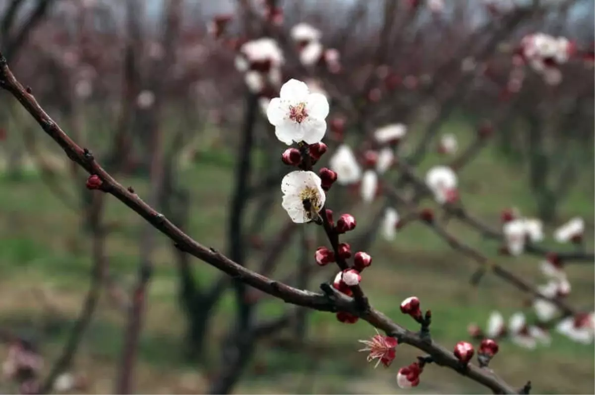 Mersin\'de Kayısı Ağaçları Erken Çiçek Açtı