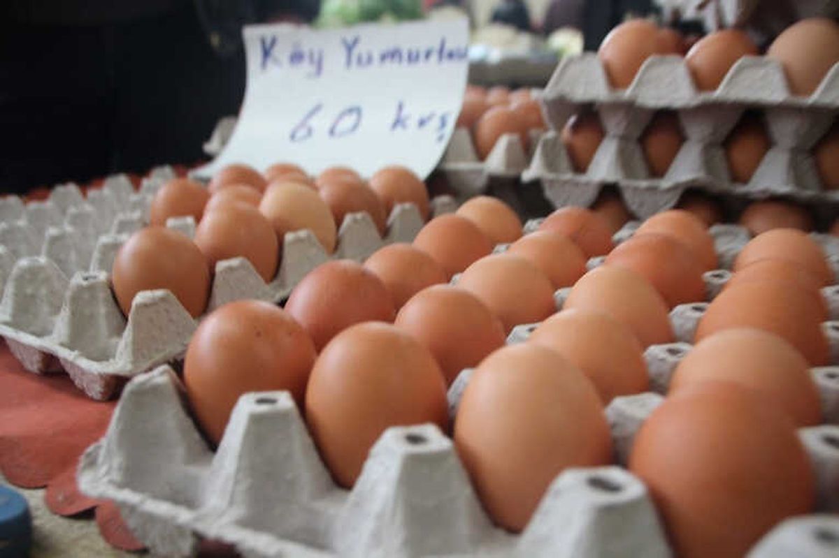 Organik Yumurta Daha Sağlıklı