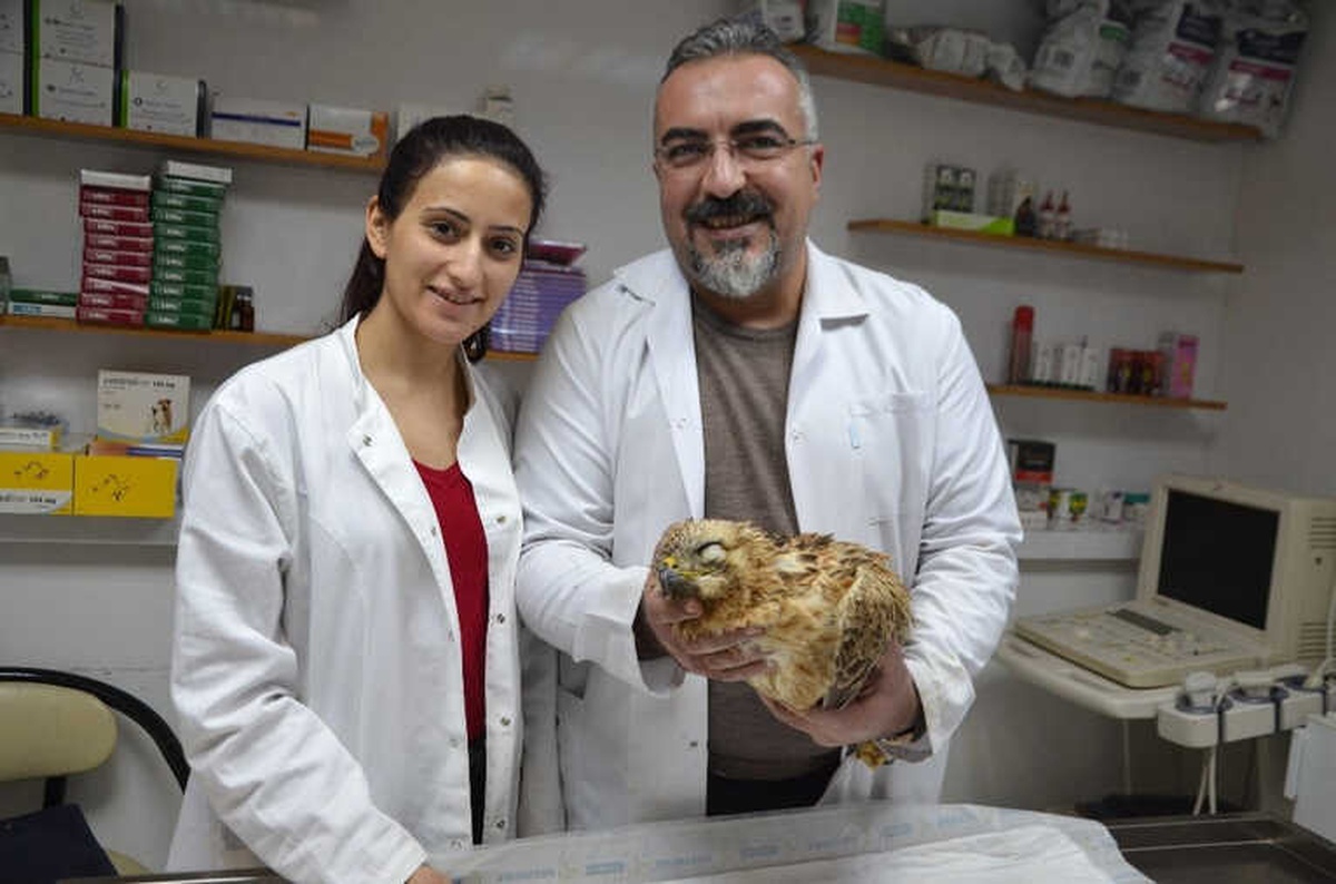 Yaralı Şahinin Kırık Kanadına Ameliyatla Platin Takıldı