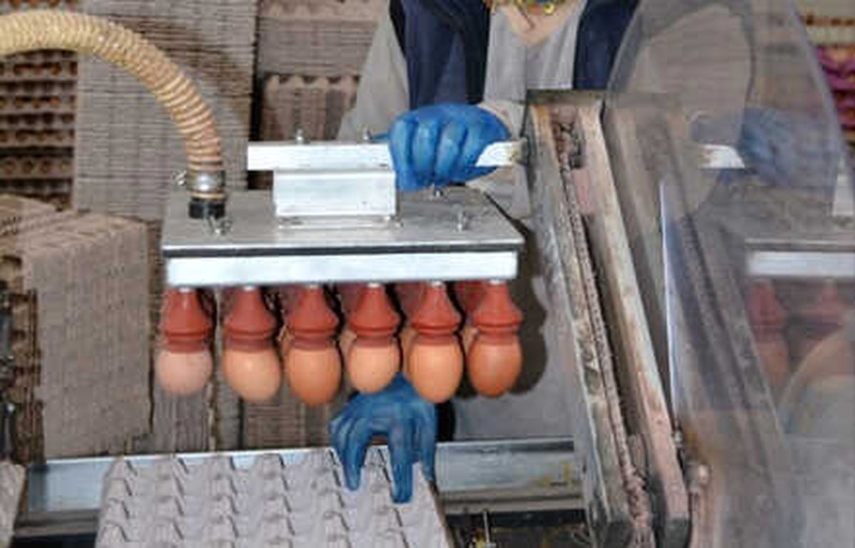 Balıkesir\'de Saniyede Bir Koli Yumurta Üretiliyor