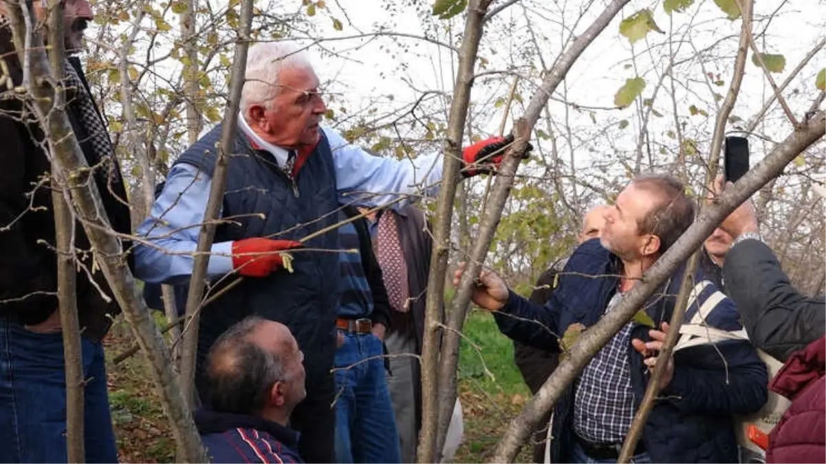 Fındıkta Bilinçli Budamanın Meyveleri Bu Yıl Alınacak