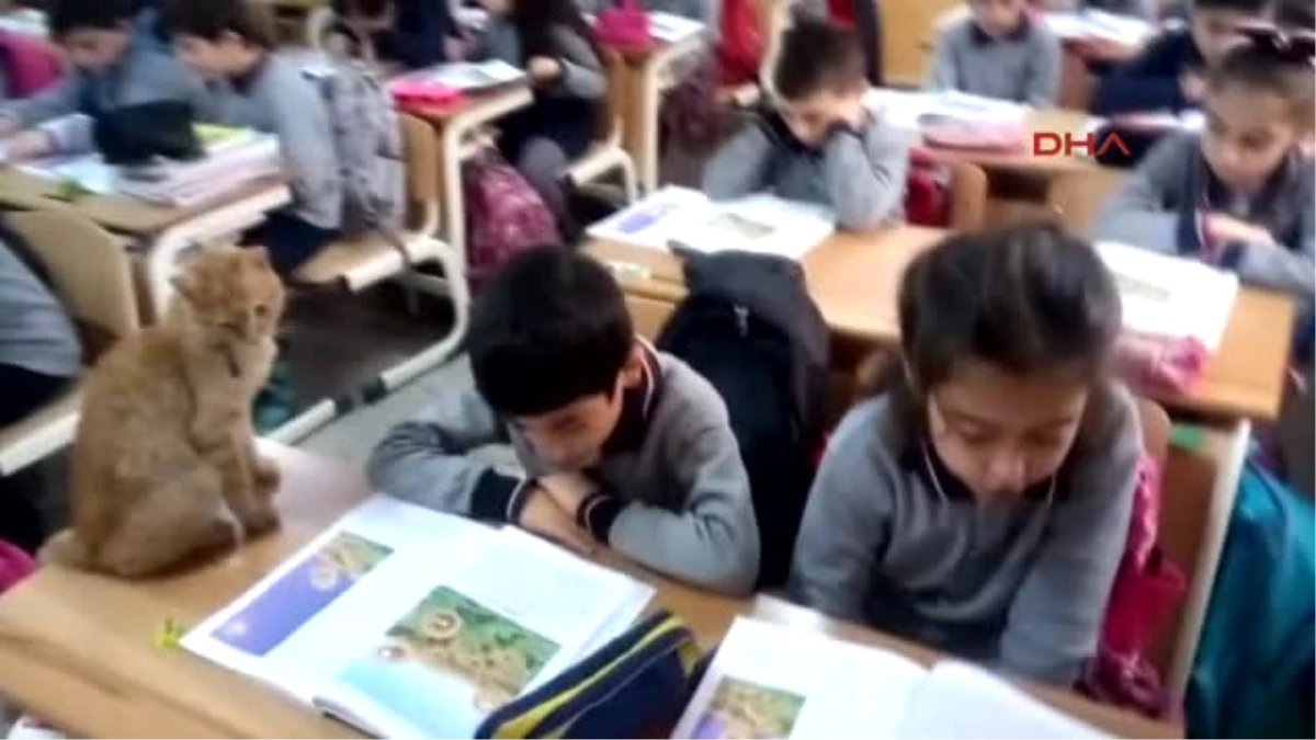 İzmir Öğrencilerin Sevgilisi Tombi, Sınıfa Geri Dönüyor 2