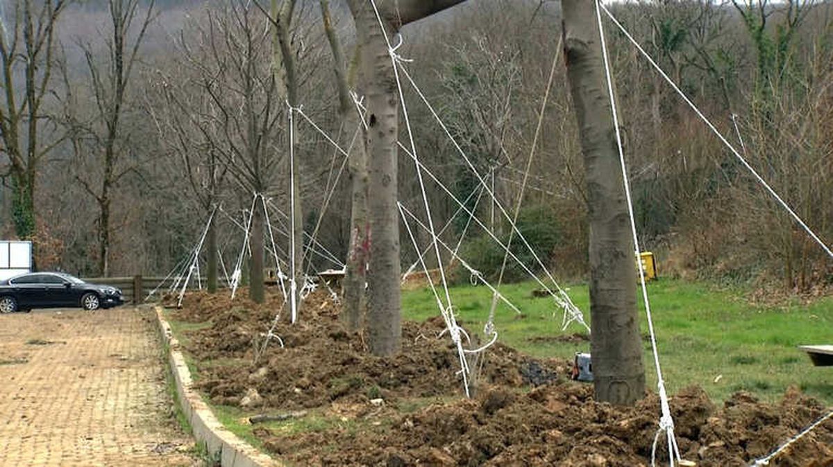 Maçka Parkı\'ndan Ağaç Taşıma İşlemi Sona Erdi