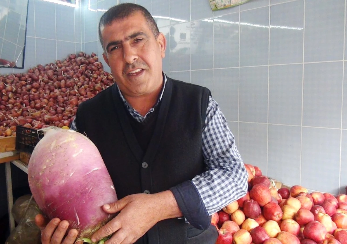 6 Kilo 380 Gramlık Turp Görenleri Şaşırttı