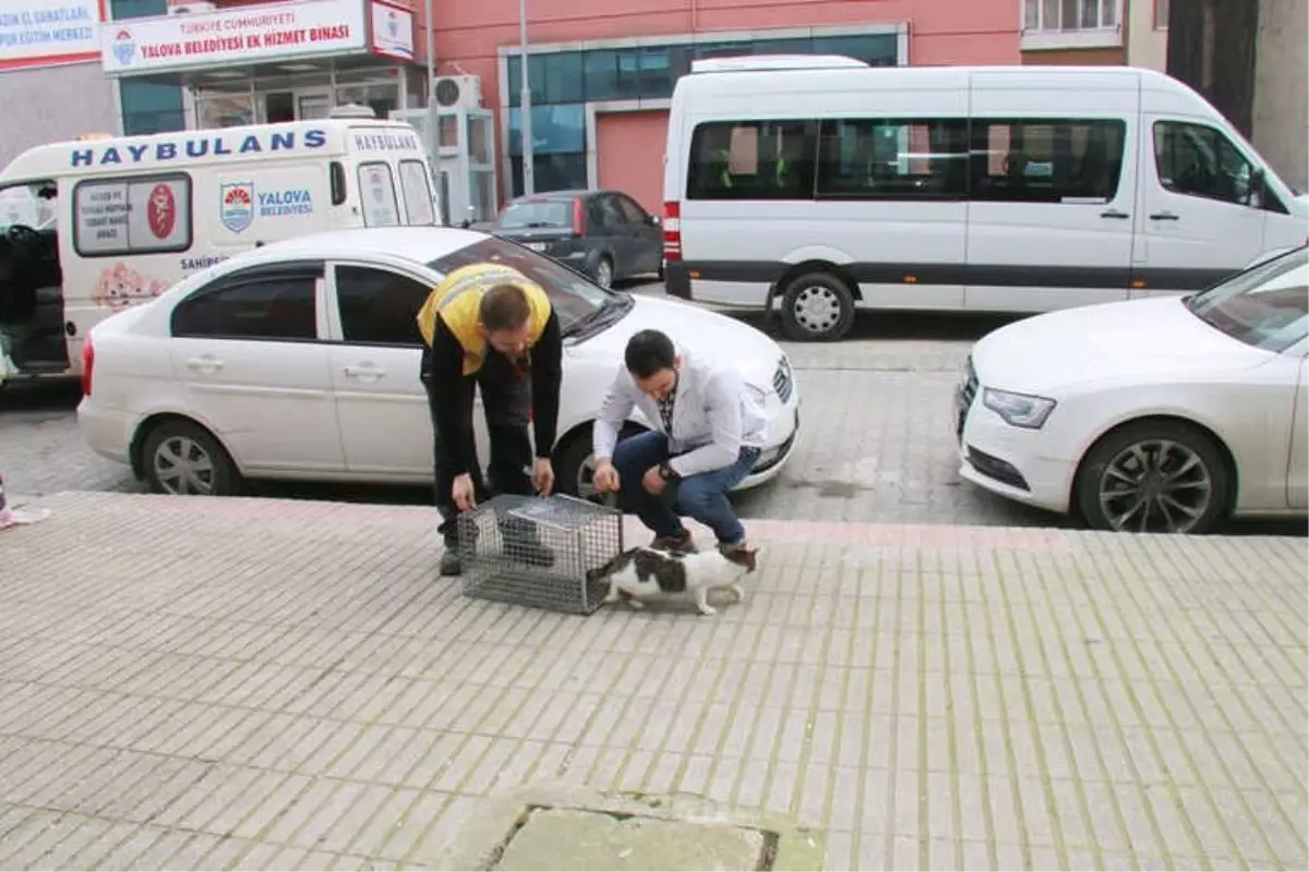 Depoda 3 Hafta Mahsur Kalan Kedi Doğal Ortamına Bırakıldı