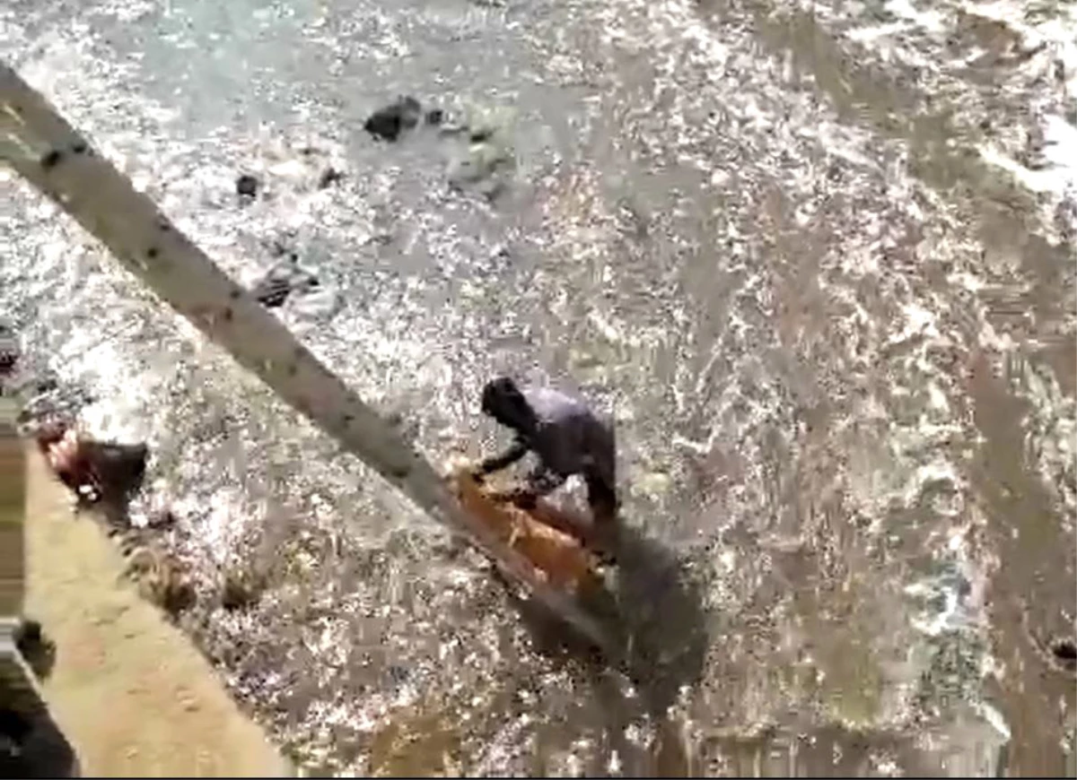 Dereye Düşen Sokak Köpeğini Kurtarmak İçin Kıyafetleriyle Suya Atladı