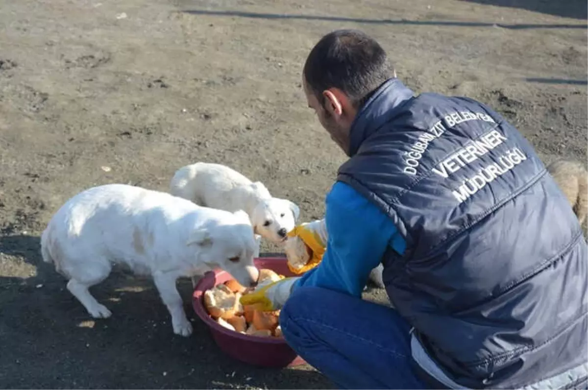 Doğubayazıt\'ta Bayat Ekmekler Sokak Hayvanlarına Veriliyor