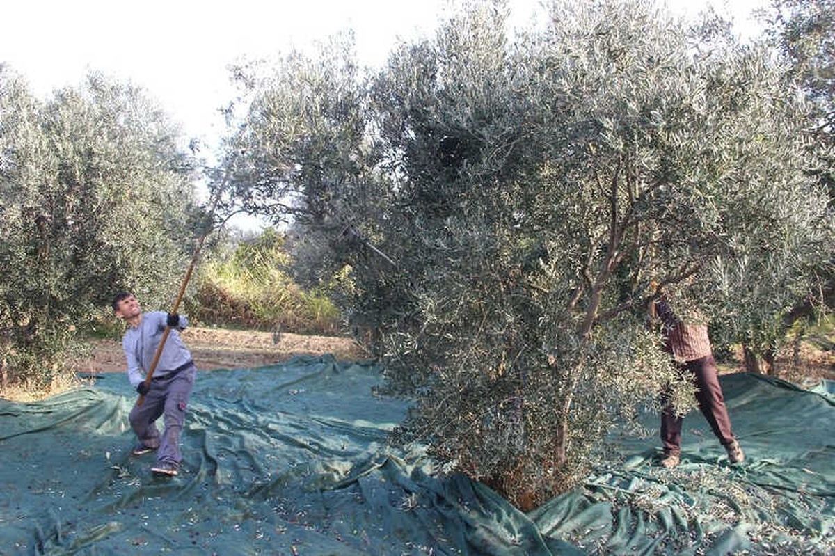Edremit Zeytin ve Zeytinyağı Çalıştayına Ev Sahipliği Yapacak