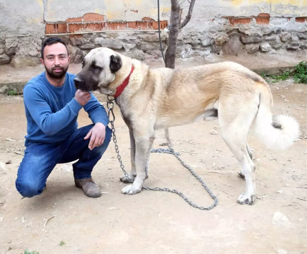 Kötü Alışkanlıklarından Hayvan Sevgisiyle Kurtuldu