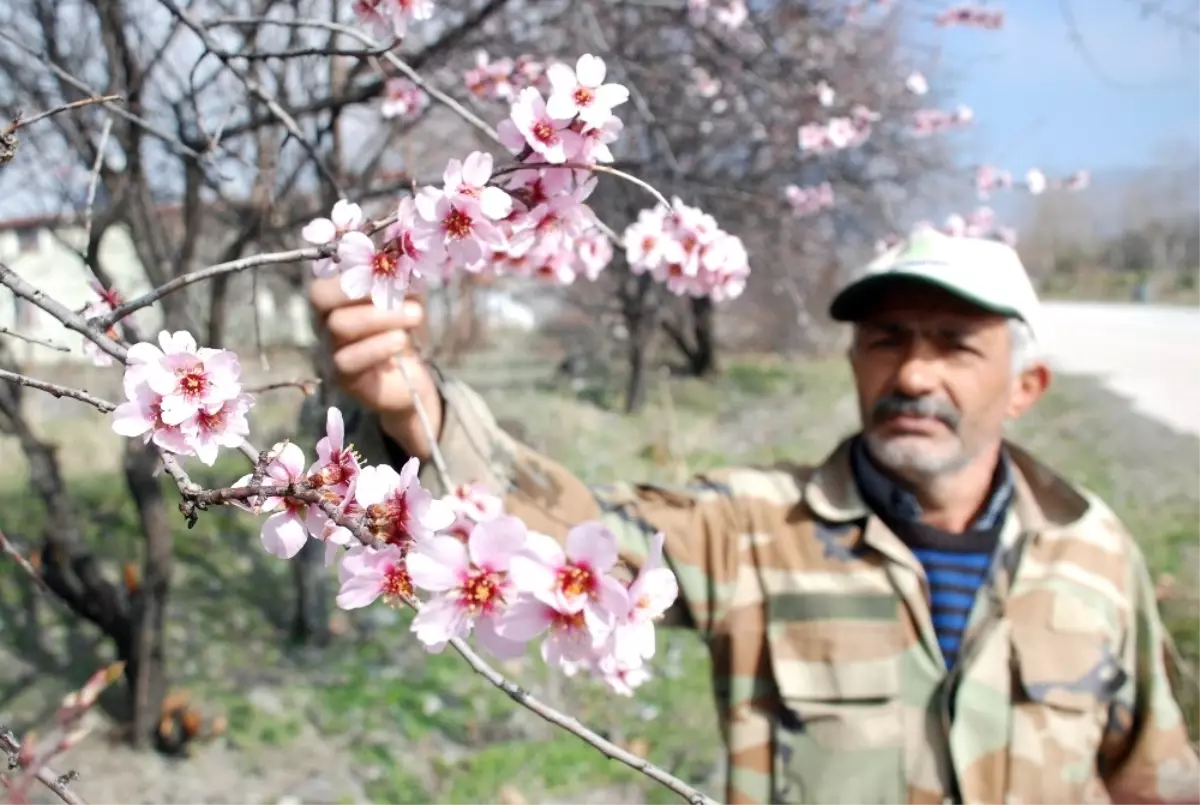 Tokat\'ta Kış Mevsiminde Meyve Ağaçları Çiçek Açtı