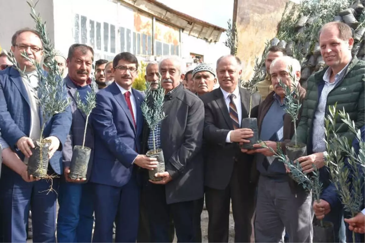 20 Bin Zeytin Fidanı Toprakla Buluşacak