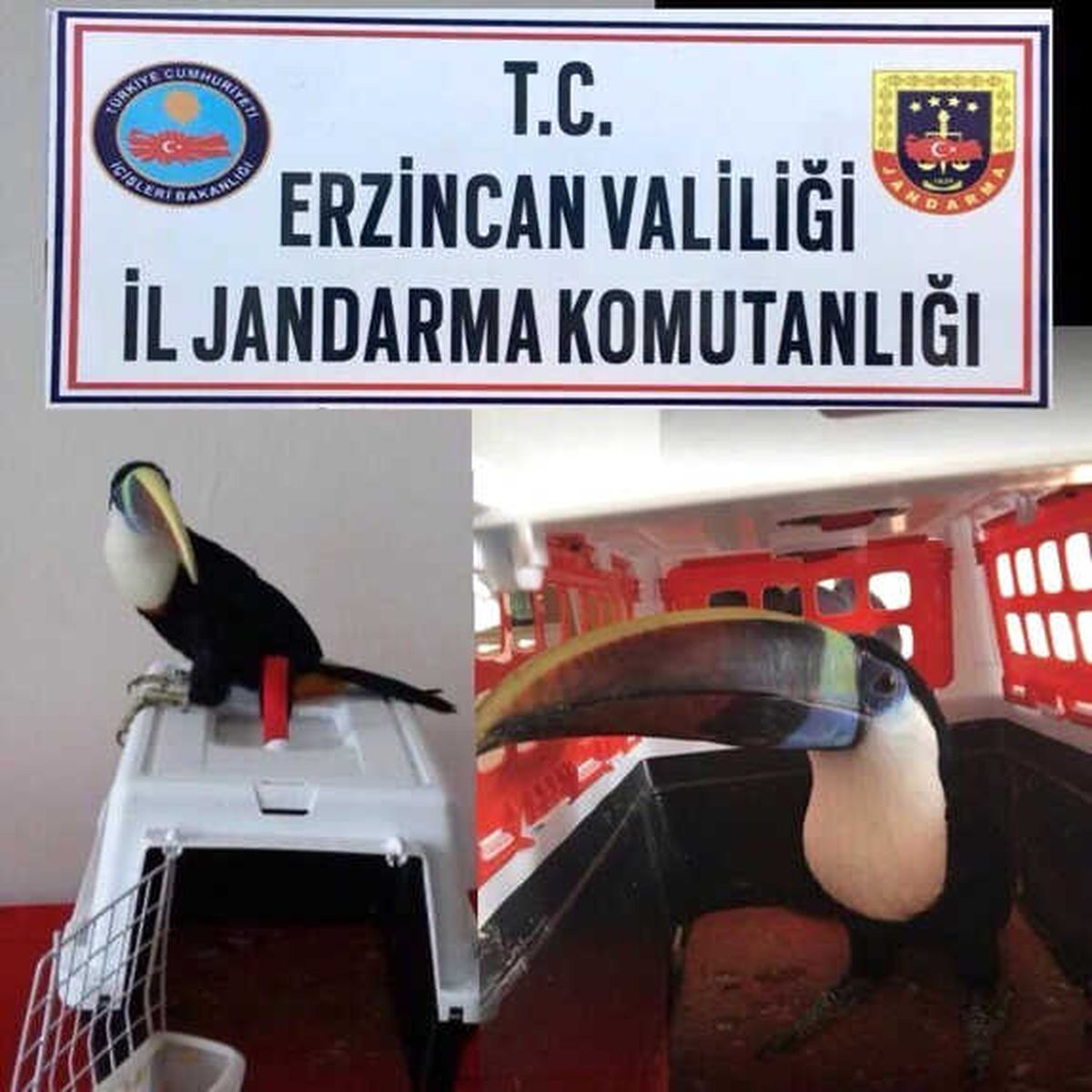 Erzincan da 25 Bin TL Değerinde Tukan Cinsi Kuş Ele Geçirildi