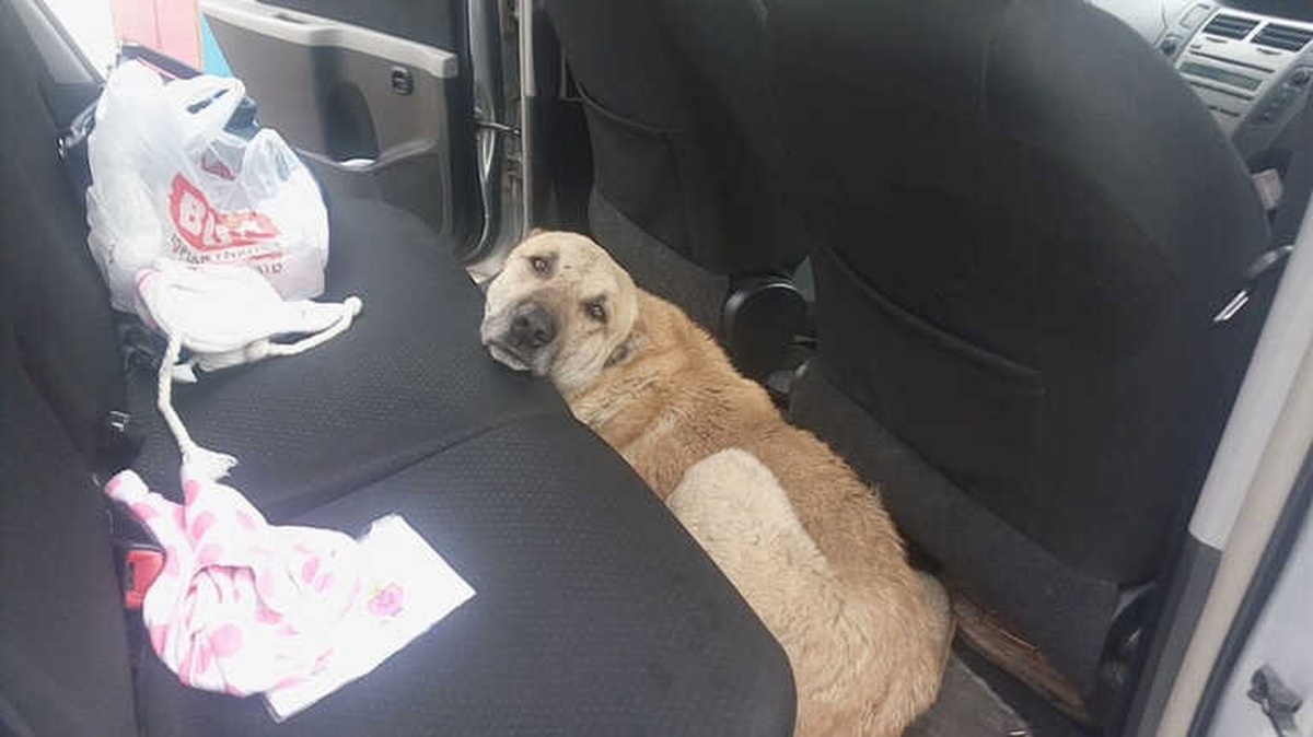 Otomobile Giren İnatçı Sokak Köpeğini Çıkarmak Kolay Olmadı