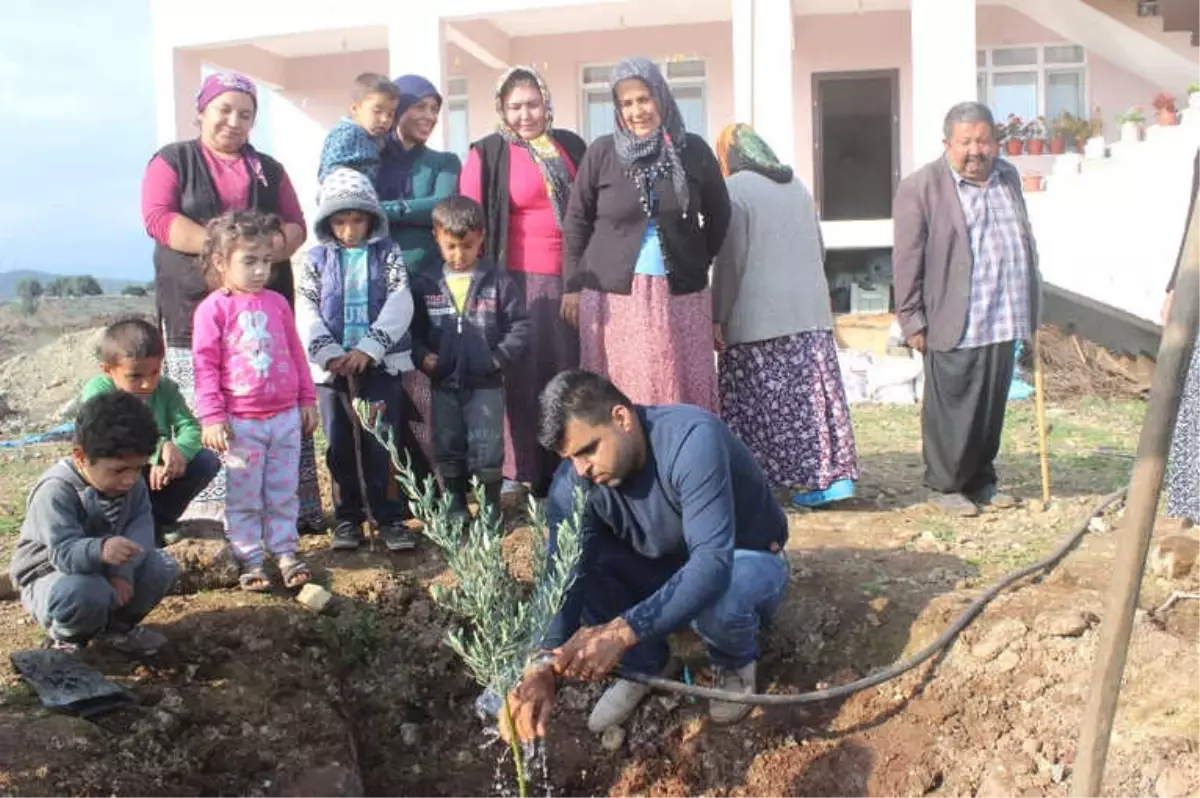 Roketin Açtığı Çukura Zeytin Fidanı Diktiler