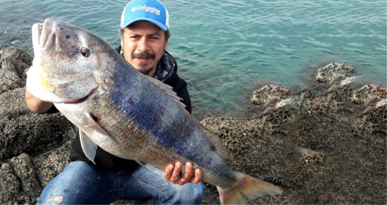 Bodrum\'da Balıkçı, 1 Metre 20 Santimetrelik Sinariti Oltayla Yakaladı