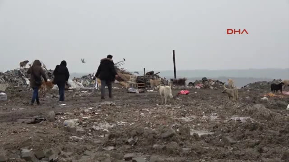 Edirne\'de Kayıp 500 Köpek Aranıyor