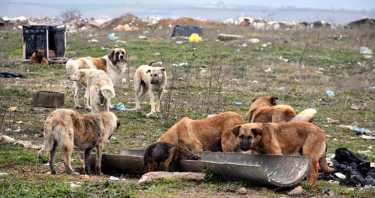 Edirne\'de 500 Köpek Birden Ortadan kayboldu