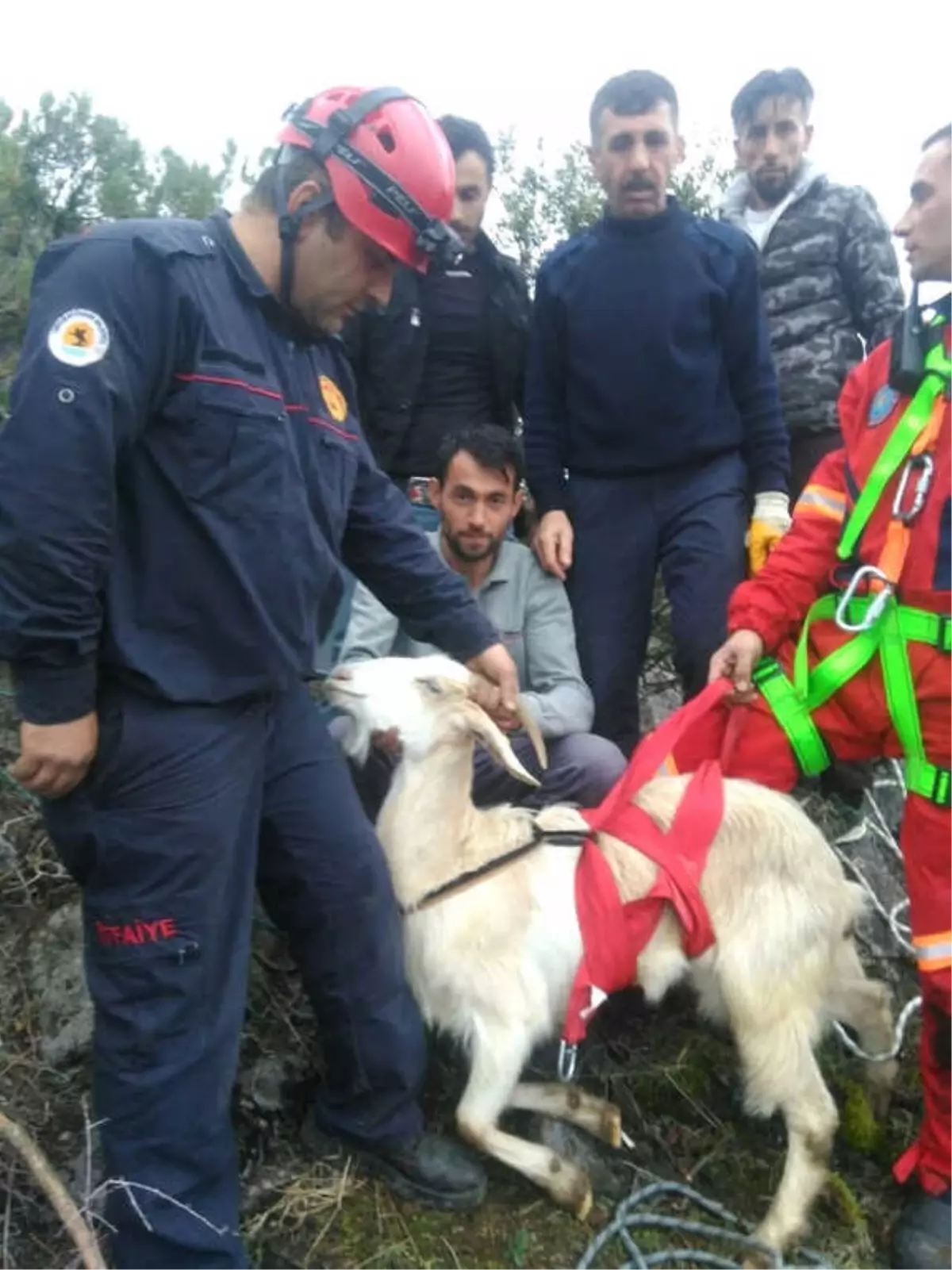 Uçurumda Mahsur Kalan Keçiyi İtfaiye Kurtardı