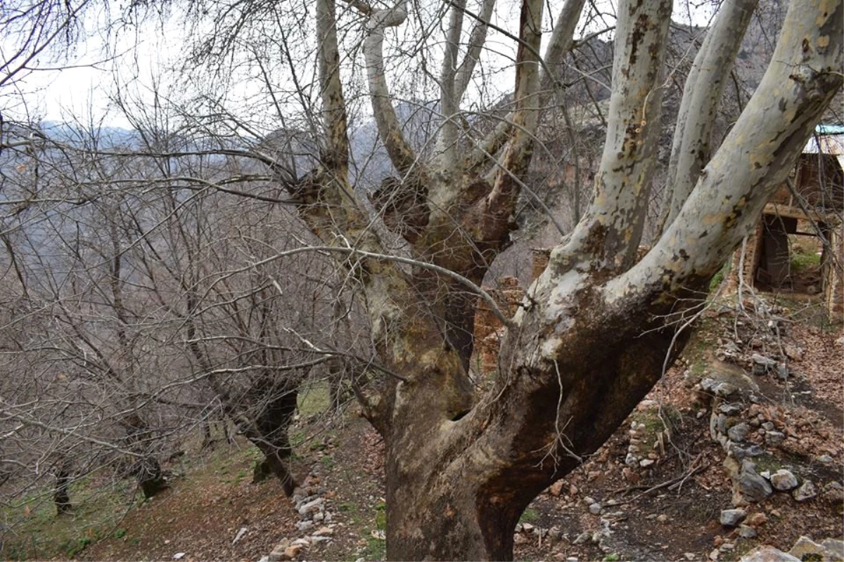 500 Yıllık Çınar Ağacı Yıllara Meydan Okuyor