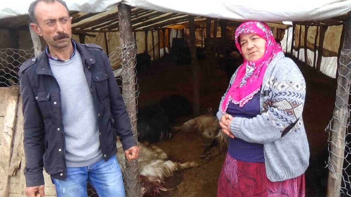 Ahıra Saldıran Kurtlar 49 Keçiyi Telef Etti