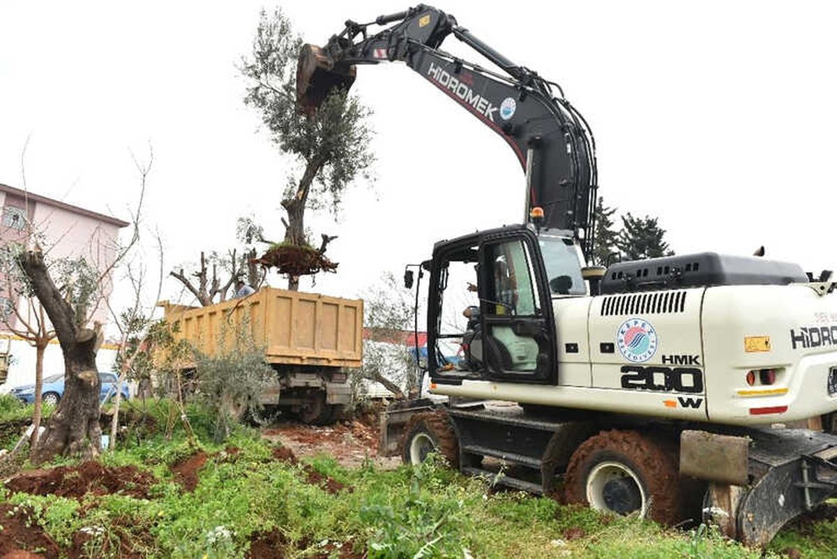 Kepez Belediyesi Kentsel Dönüşüm Alanndaki Ağaçları Taşıyor