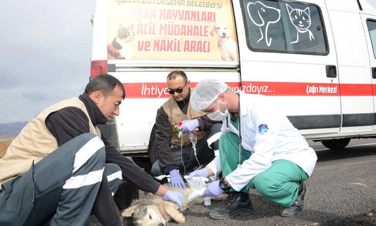 Konya\'da Hayvanlar İçin Acil Müdahale Ekibi