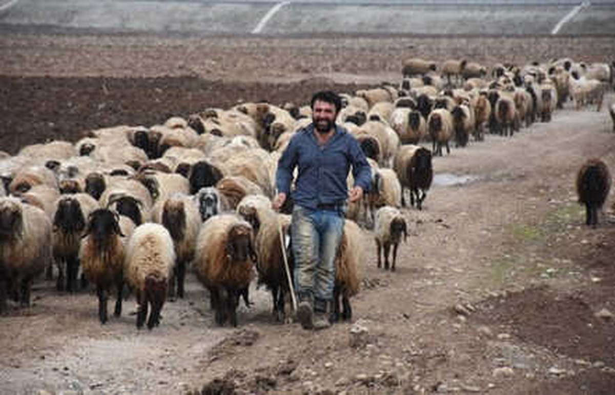 Fakıbaba \'300 Koyun\' Projesine Açıklık Getirdi