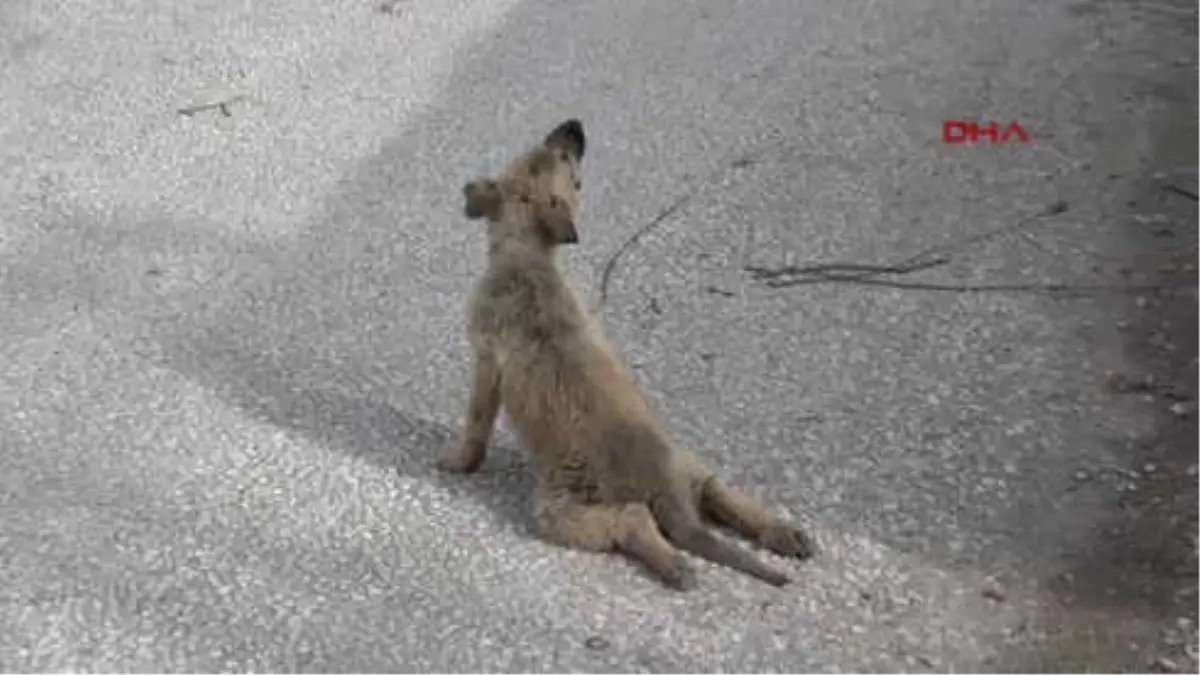 Konya-Köpeklerin Saldırısı Sonucu Yavru Köpeğin Ayakları Kırıldı